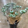 PAPAVER MONO